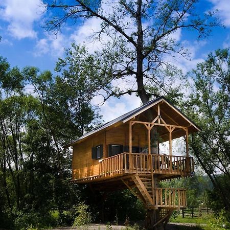 Villa Cuibul Vulturilor - Casuta In Copac à Moisei Extérieur photo